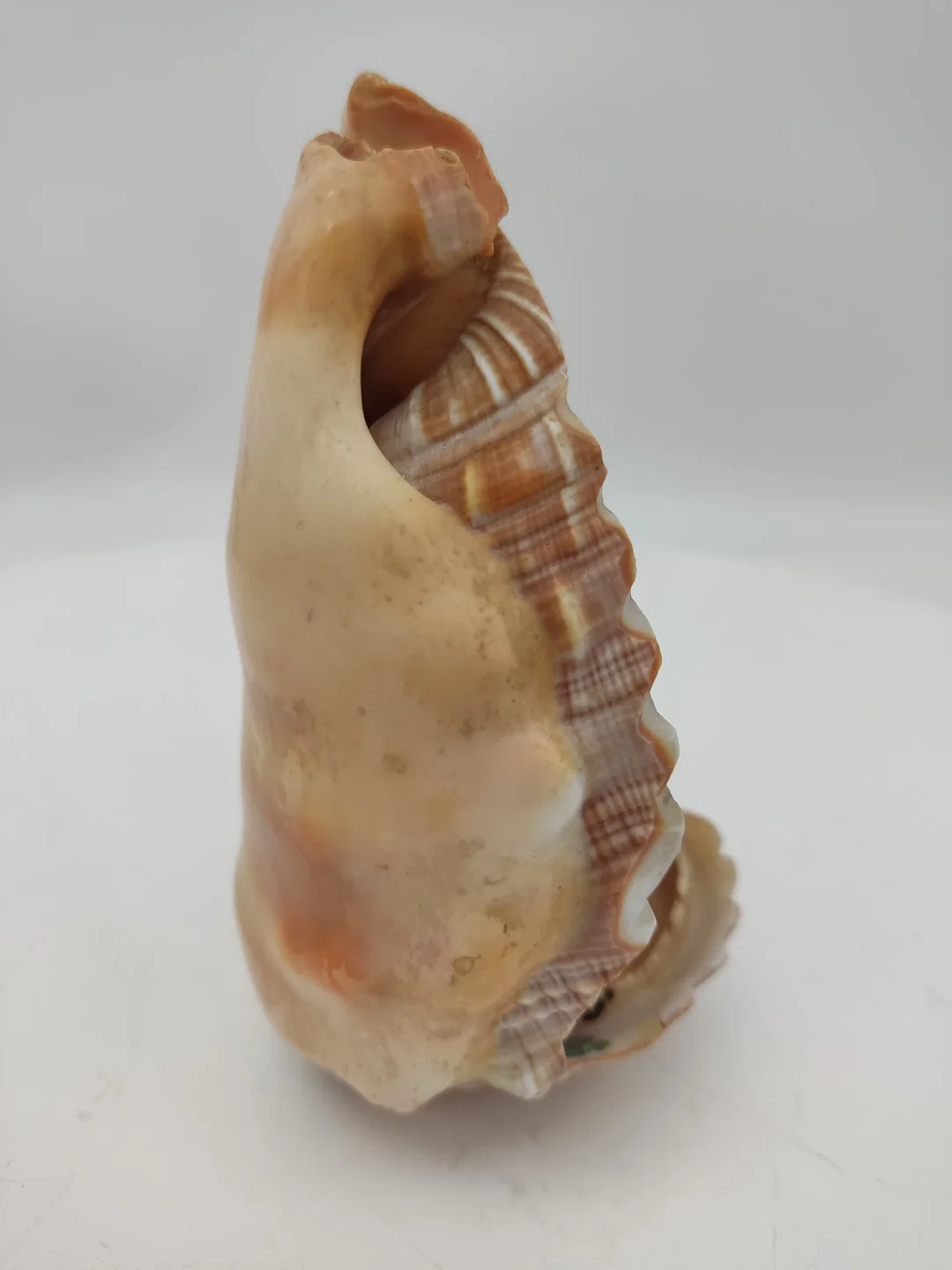 Handbemalte Muschel – Bild 4