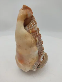 Handbemalte Muschel – Vorschau 4