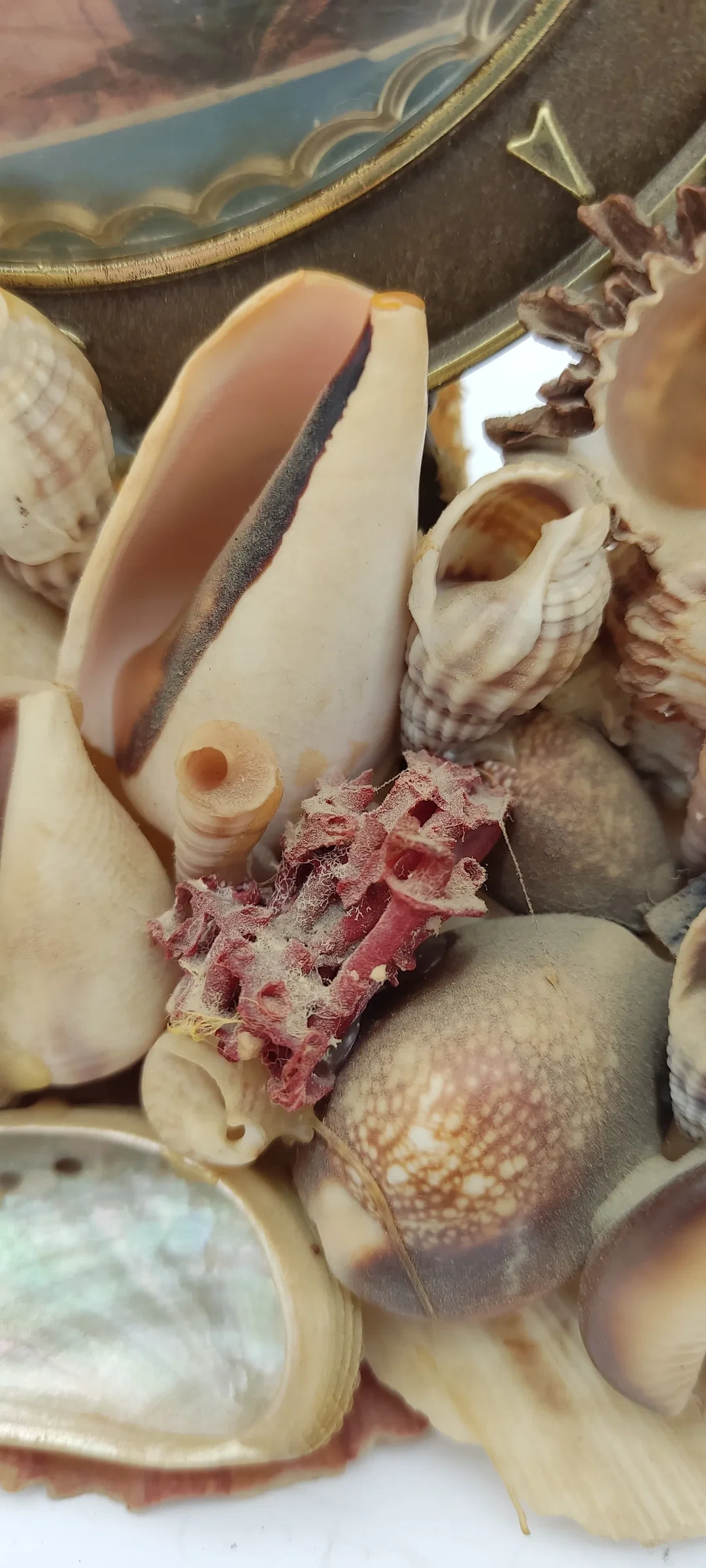 Tischdeko Aus Echten Muscheln | MIt Schönheitsfehler – Bild 4