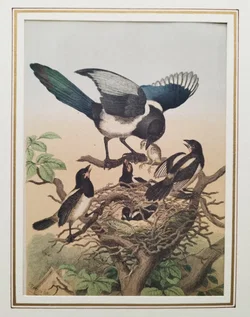 Bild einer Elster-Familie mit Passepartout - Art Anst. v. E. Hochdanz Stuttg. / 1869 - Bild 2