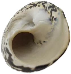 Muschelschale - Bild 3
