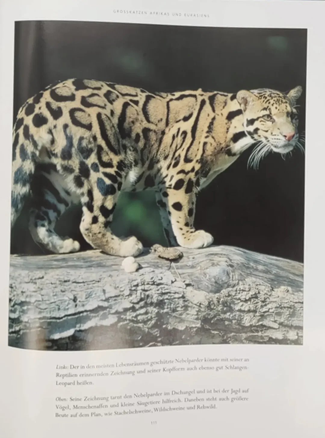 Raubkatzen wild und faszinierend - Mike Briggs – Bild 2