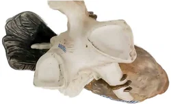 W. Goebel Eichelhäher Porzellanfigur CV 94 – 1968 – ca. 24 cm – Vorschau 2