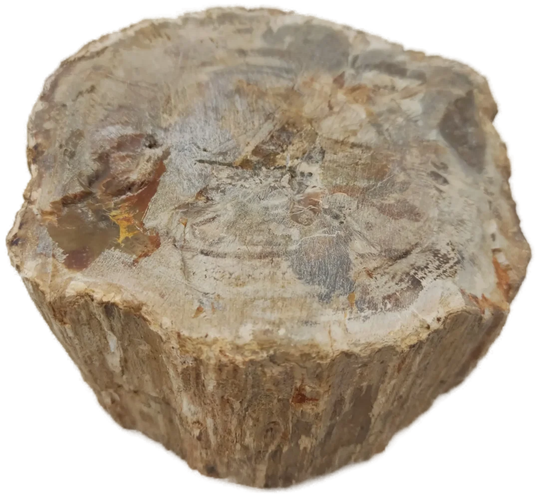Versteinertes Holz dickes Blockstück aus Madagaskar | Fossiles Einzelstück – Bild 10