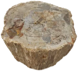 Versteinertes Holz dickes Blockstück aus Madagaskar | Fossiles Einzelstück - Bild 10