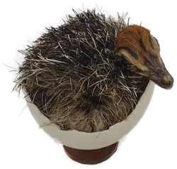 Naturkundliches Exponat 