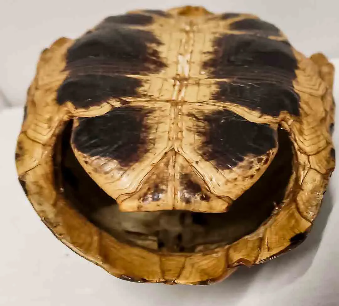 Faszinierender Naturexperte: Antiker Schildkrötenpanzer – Bild 3