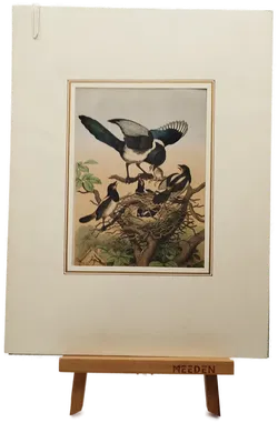 Bild einer Elster-Familie mit Passepartout - Art Anst. v. E. Hochdanz Stuttg. / 1869 - Bild 1