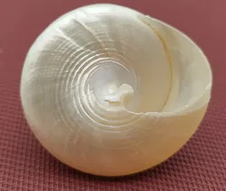 Sommerdeko Perlmuttmuschel  | Strandgefühl - Bild 2