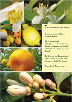 PLAKAT Poster Zitrus A1 - Bild 1