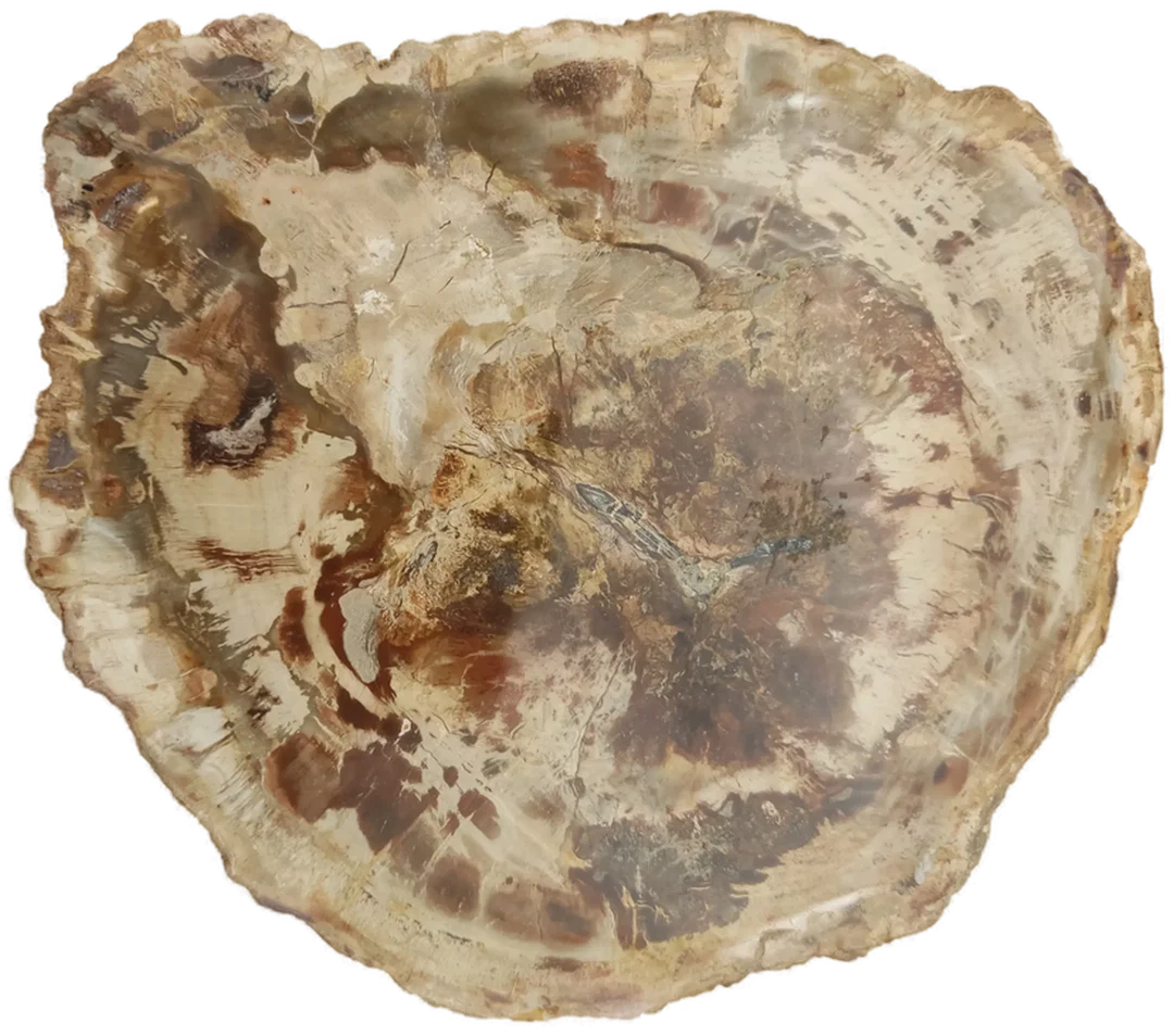 Versteinertes Holz dickes Blockstück aus Madagaskar | Fossiles Einzelstück – Bild 7