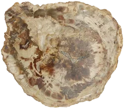 Versteinertes Holz dickes Blockstück aus Madagaskar | Fossiles Einzelstück - Bild 7