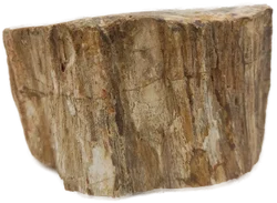 Versteinertes Holz dickes Blockstück aus Madagaskar | Fossiles Einzelstück - Bild 12