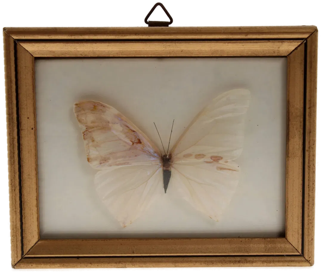 Gerahmter Präparierter Weißer Schmetterling - (wahrscheinlich Morpho polyphemus)  - Bild 4