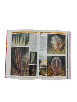 Harry Erhardt und Daniel Knop - Korallenführer Indopazifik - Bild 3