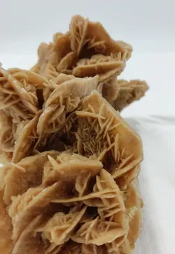 Wüstenrose Sandrose - Bild 3