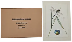 Mitteleuropäische Insekten - Anhangsweise Spinnentiere und Tausendfüssler - Erich Cramer - Bild 3