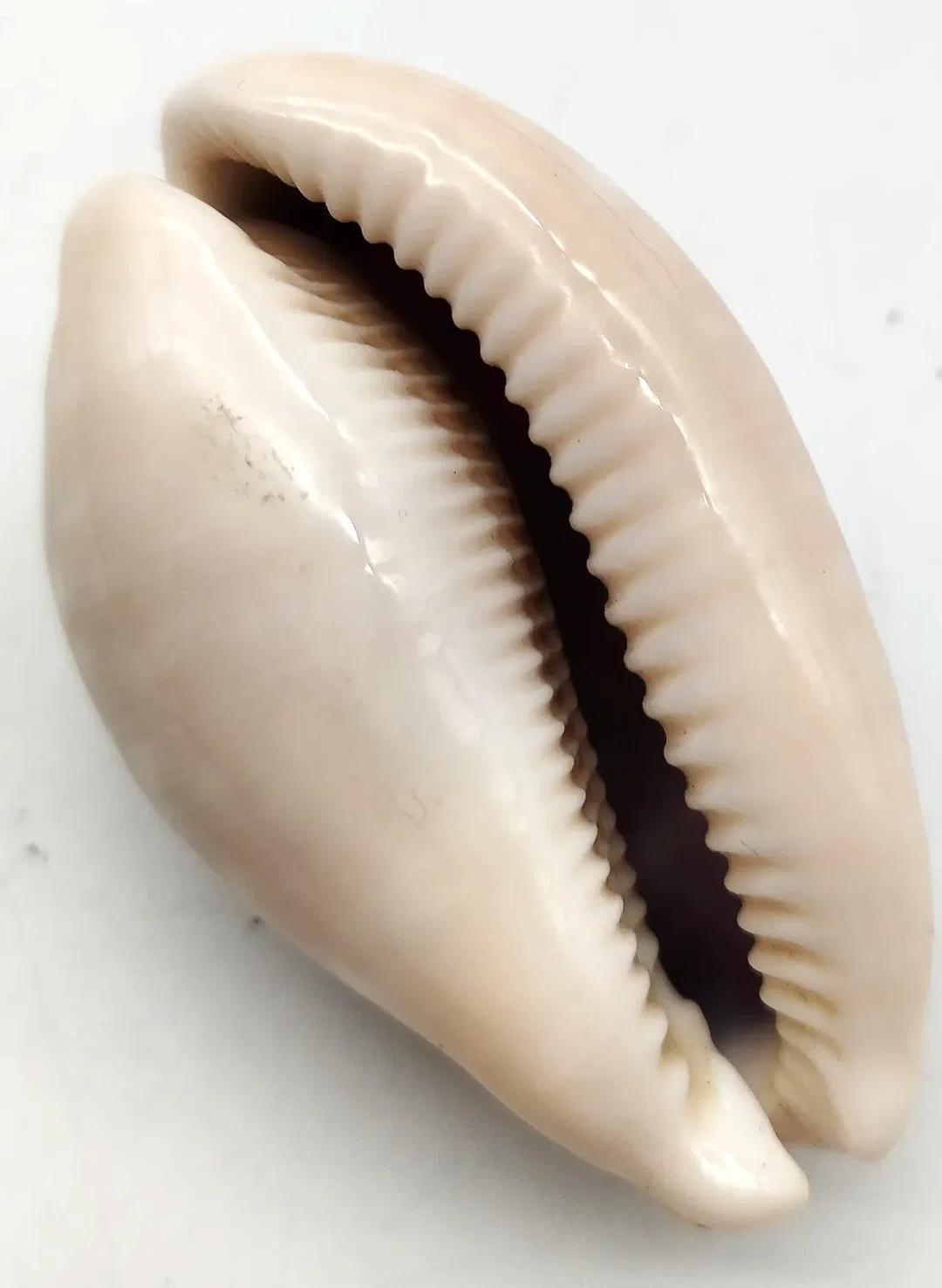 Kauri Muschel 2er Set | Maritime Deko – Bild 2