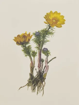 Daffinger "Ein Biedermeier-Blumenstrauß" Mappe mit 16 Drucken – Bild 3