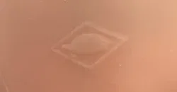 Vintage Schildkröt Puppe - Bild 4