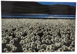 Verlag Schroll Kärnten Christian Senger, Teddy Inthal - Bild 2