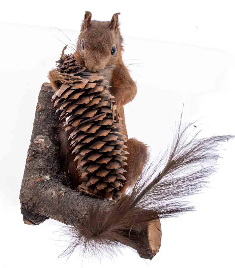 Deko Figur ausgestopftes Eichhörnchen mit Ast und Zapfen zum Aufhängen - Bild 1