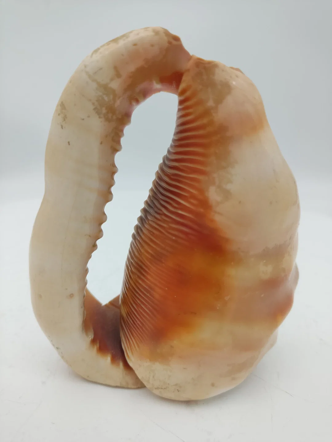 Handbemalte Muschel – Bild 3