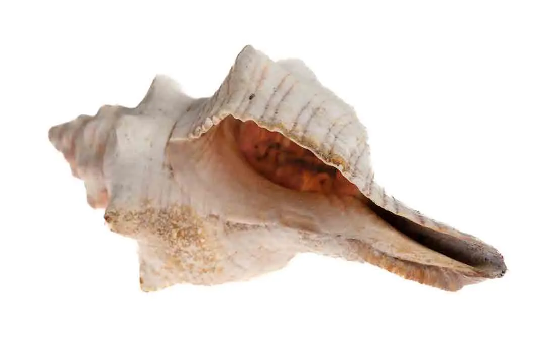 Ein Sack voller Steine: Mineralien- und Fossiliensammlung mit Muschel und Stücken in Sammlerqualität – Bild 2