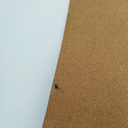 Yogamatte Lotuscrafts Kork | Mit Charakterspur - Bild 5