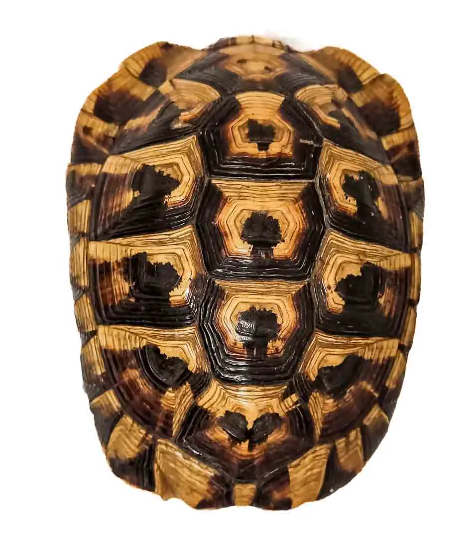 Faszinierender Naturexperte: Antiker Schildkrötenpanzer – Bild 1