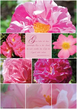 PLAKAT Poster Rose A1 - Bild 1