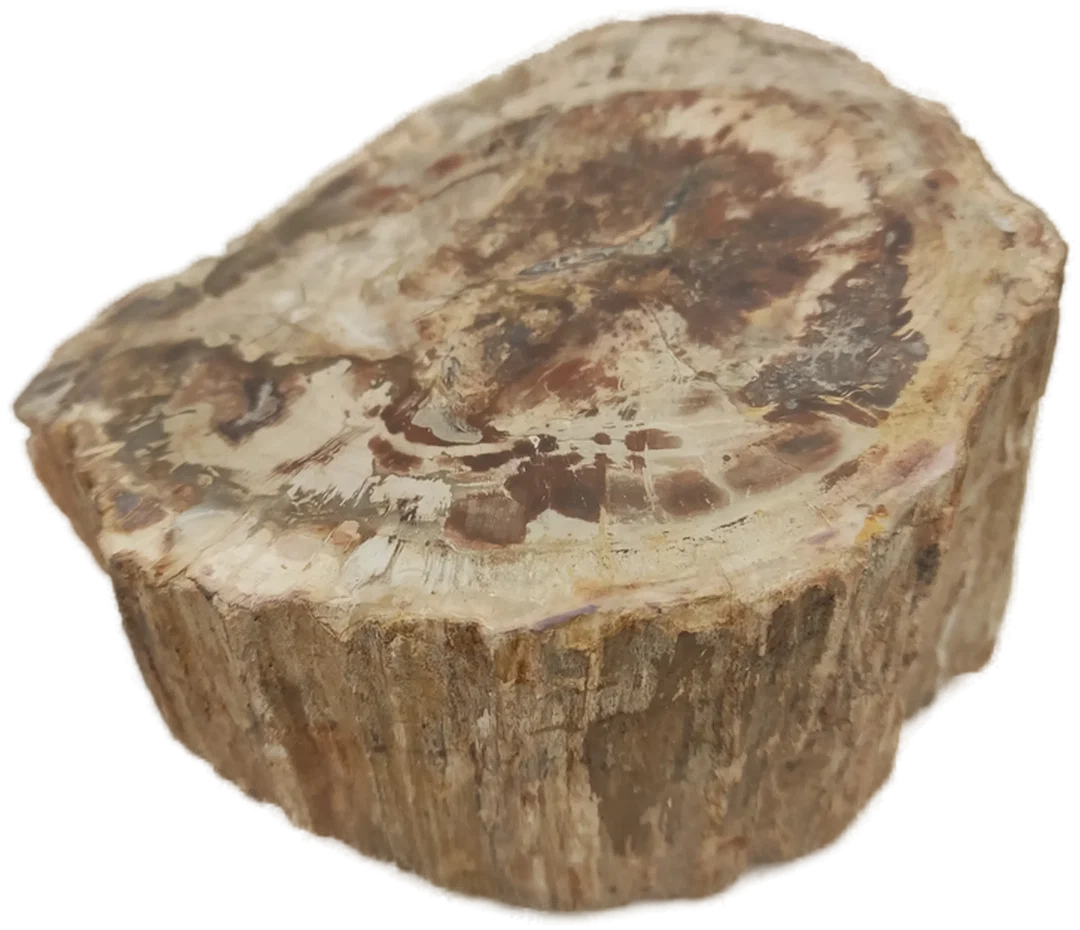 Versteinertes Holz dickes Blockstück aus Madagaskar | Fossiles Einzelstück – Bild 6