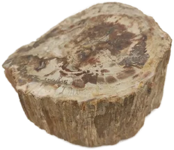 Versteinertes Holz dickes Blockstück aus Madagaskar | Fossiles Einzelstück - Bild 6