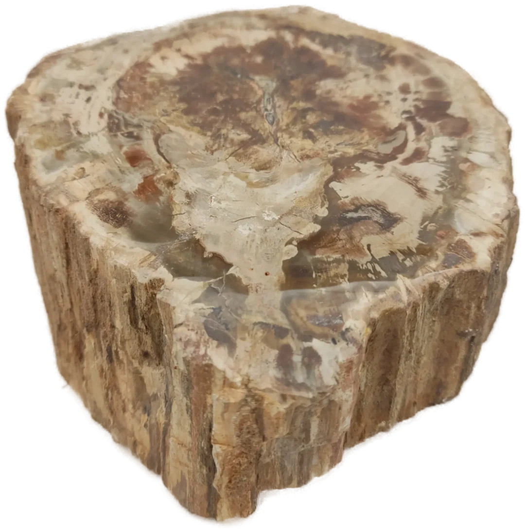 Versteinertes Holz dickes Blockstück aus Madagaskar | Fossiles Einzelstück – Bild 3