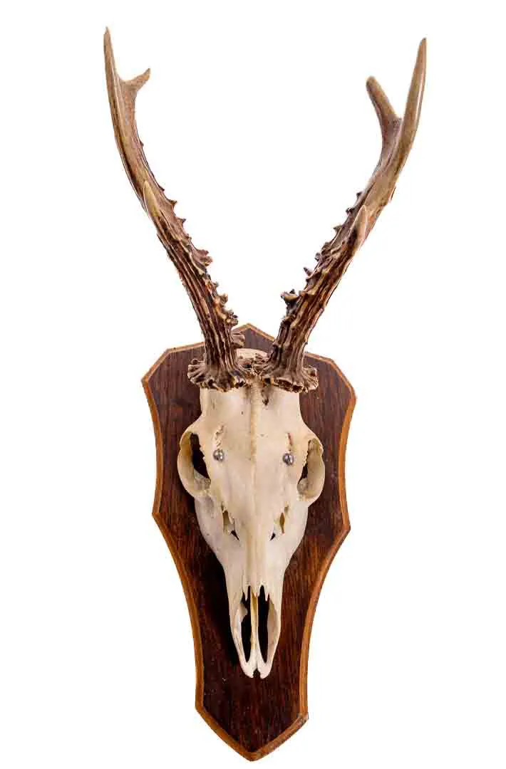 Jagdtrophäe Geweih, 2 Stück - Bild 1