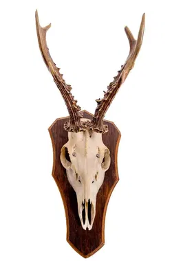 Jagdtrophäe Geweih, 2 Stück - Bild 1