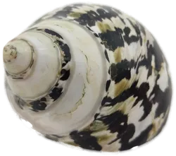 Muschelschale - Bild 4