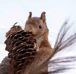 Deko Figur ausgestopftes Eichhörnchen mit Ast und Zapfen zum Aufhängen - Bild 2