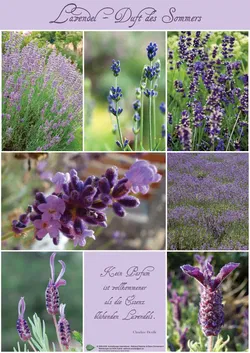 PLAKAT Poster Lavendel-Duft des Sommers A1 - Bild 1