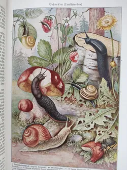 Brehms Tierleben. Band 1 - 5 - Bild 2