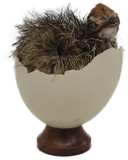 Naturkundliches Exponat 