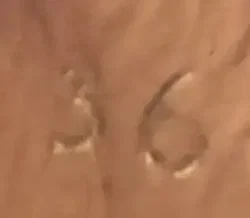 Copenhagen Studios Chelsea Boots aus Leder caramel Gr. 36 - Bild 5