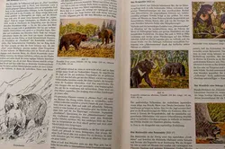 Peter Kühlemann „Wilde Tiere fremder Länder