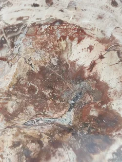 Versteinertes Holz dickes Blockstück aus Madagaskar | Fossiles Einzelstück - Bild 13