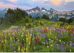 Heye Puzzle 2000 — Edition Alexander von Humboldt — Alpen-Blumenwiese (2000 Teile) - Bild 2